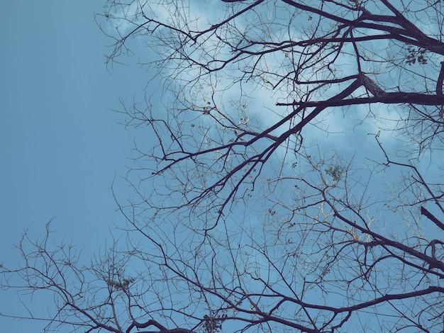 Albero e cielo blu