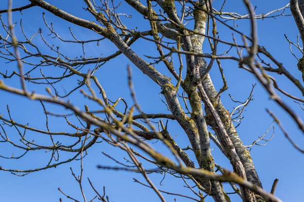 Albero e cielo nella foresta della Danimarca