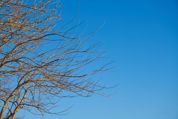 Albero e cielo sullo sfondo