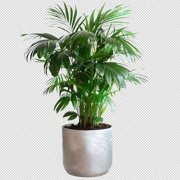 albero e fiore isolato in vaso estivo