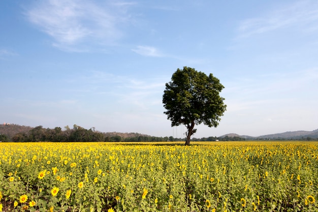 Albero e girasole