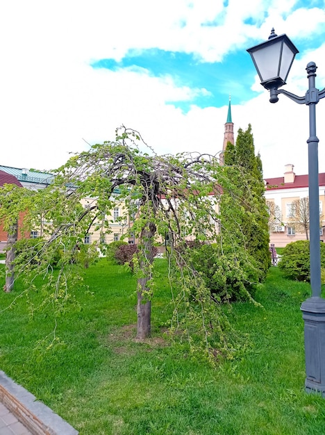 Albero e lanterna insoliti