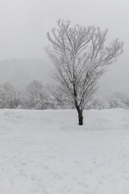 Albero e neve shirakawa-go location in Giappone