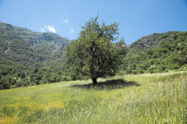 Albero e paesaggio in montagna