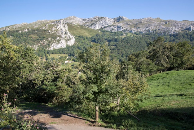 Albero e paesaggio in picchi Busampiro, Lierganes, Cantabria, Spagna