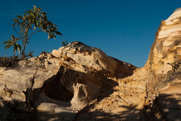 Albero e pietre in Brasile