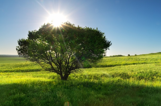 Albero e prato della primavera. Composizione della natura.