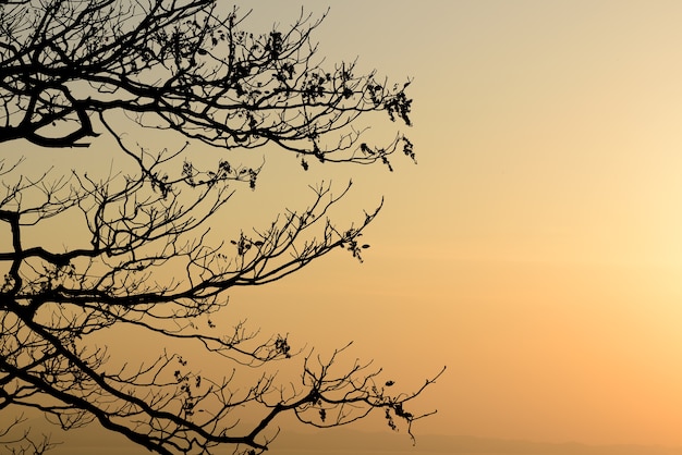 Albero e ramo per lo sfondo.