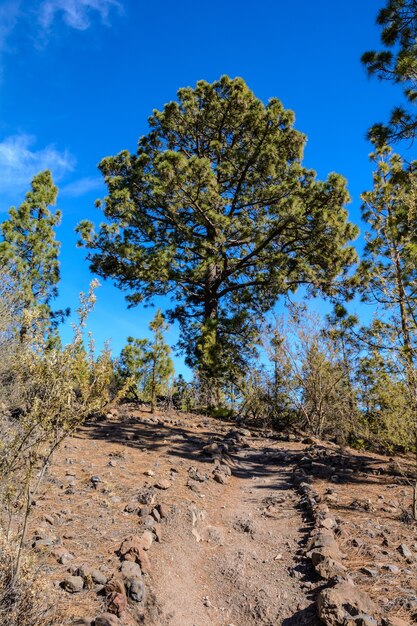 Albero e sentiero per le montagne. Tenerife Spagna