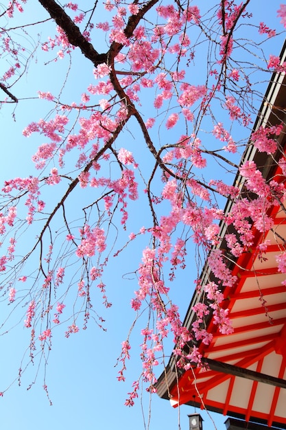 Albero e tempio di Sakura