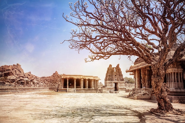 Albero e templi ad Hampi