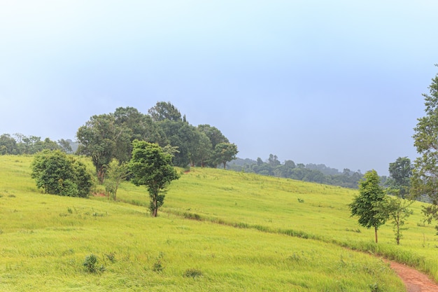 Albero e valle di montagna verde