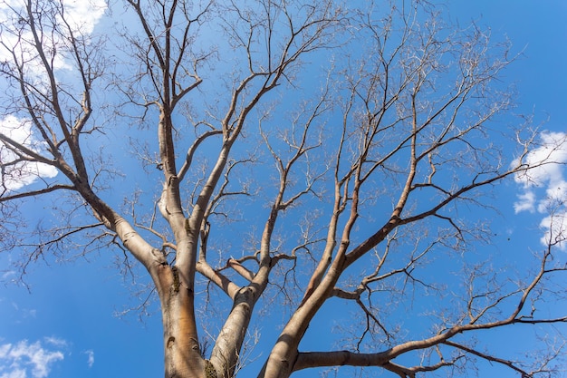 Albero enorme con vista prospettica dal basso verso l'alto