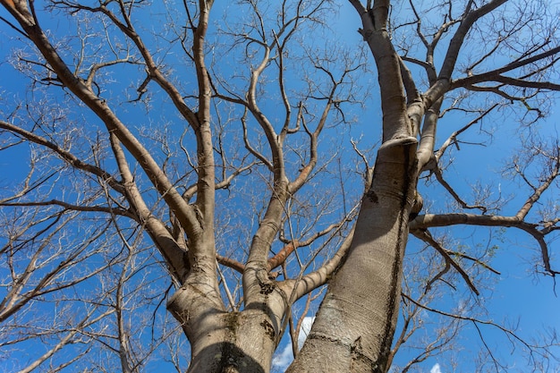 Albero enorme con vista prospettica dal basso verso l'alto