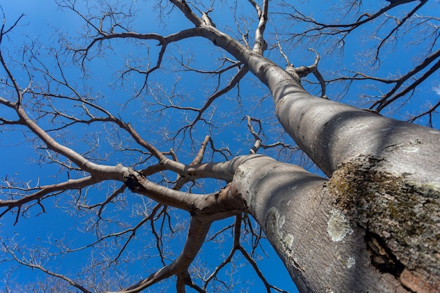 Albero enorme con vista prospettica dal basso verso l'alto