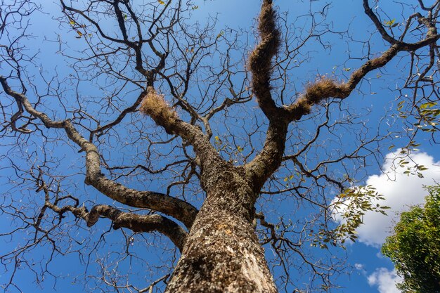 Albero enorme con vista prospettica dal basso verso l'alto