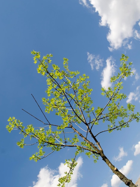 Albero estivo nei raggi del sole