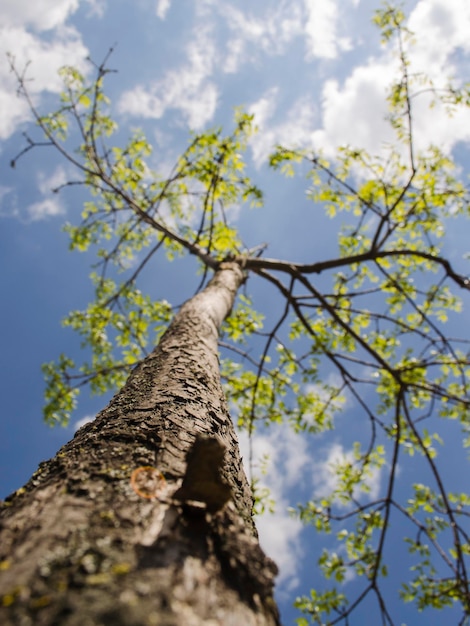 Albero estivo nei raggi del sole