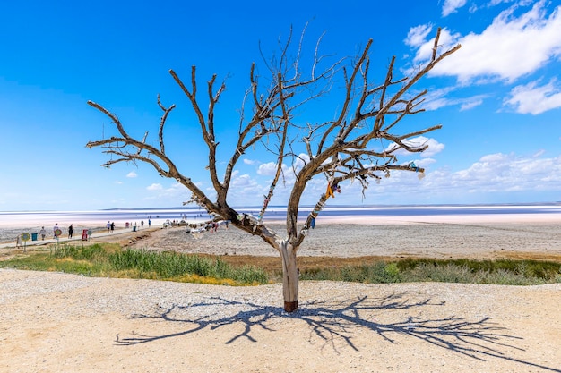 Albero famoso e turisti al lago di tuz golu