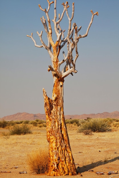 Albero faretra nel deserto africano. Namibia, Africa