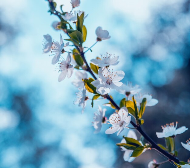 Albero fiore di primavera con tulipani.