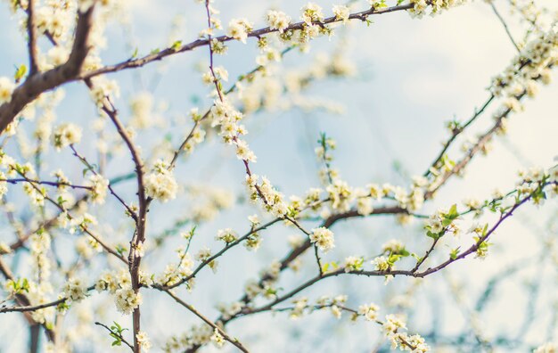 Albero fiorito in giardino. Messa a fuoco selettiva