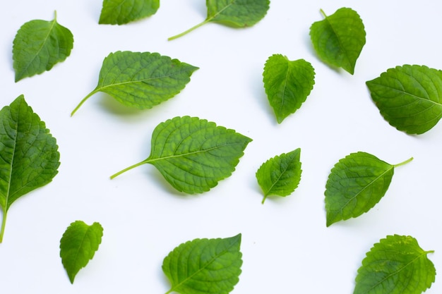 Albero Foglie di basilico Ocimum gratissimum su sfondo bianco