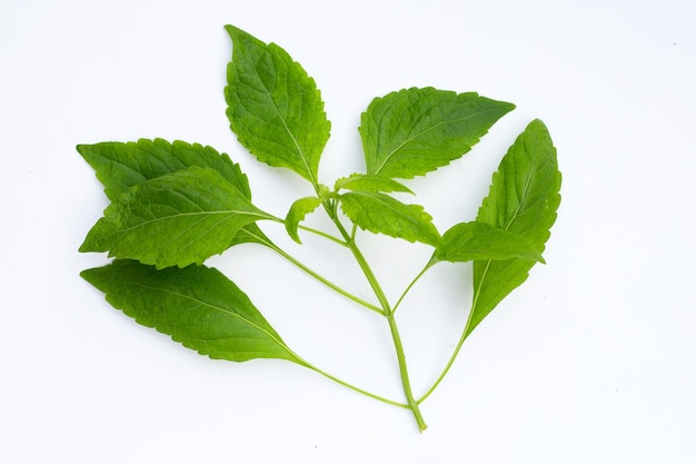 Albero Foglie di basilico Ocimum gratissimum su sfondo bianco