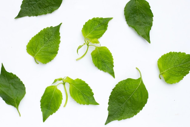 Albero Foglie di basilico Ocimum gratissimum su sfondo bianco