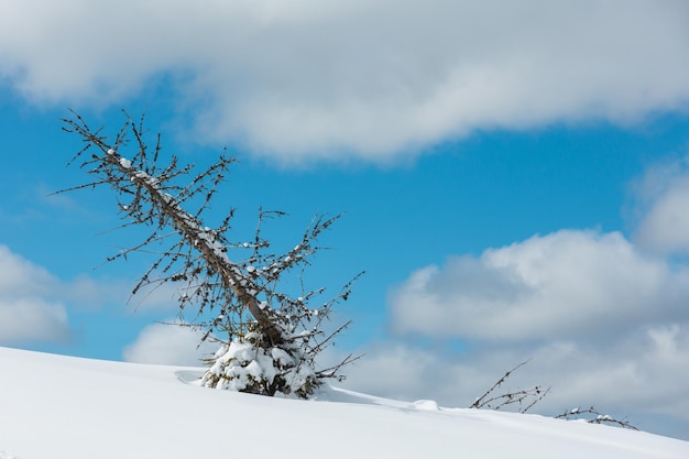 Albero frangivento appassito sul pendio della collina invernale