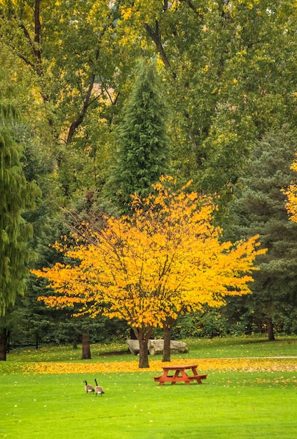 Albero giallo brillante in un parco il giorno d'autunno stagione autunnale in canada