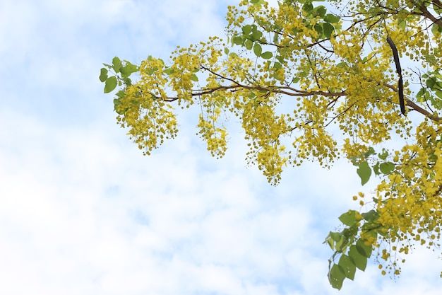 Albero giallo isolato su sfondo di cielo.