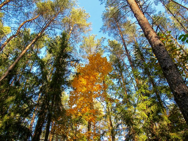 Albero giallo scenico nella foresta autunnale in una giornata di sole