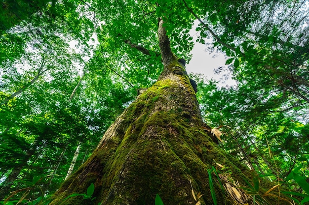 Albero gigante di Quercus crispula