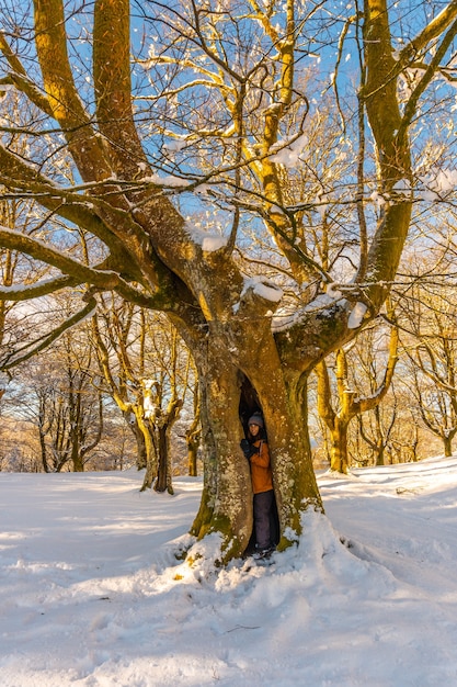 Albero gigante nel parco naturale di Oianleku all'alba nella città di Oiartzun a Penas de Aya, Gipuzkoa. Paese Basco