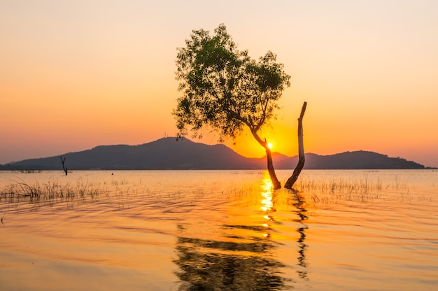 albero in acqua con sfondo di montagna a Bang Phra Reservoir Sriracha