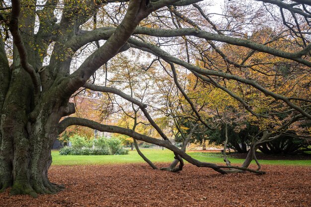 Albero in autunno in un parco