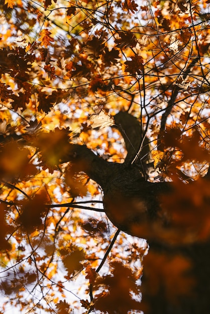 Albero in autunno, vista inferiore