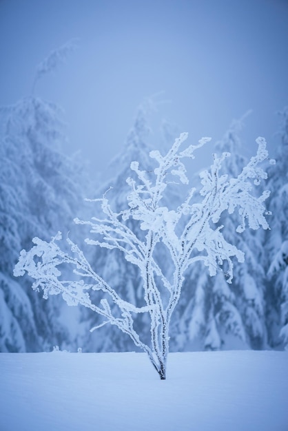 Albero in brina