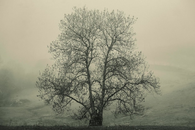 Albero in campagna nella nebbia in primavera