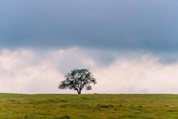 Albero in campo con nuvole durante il temporale