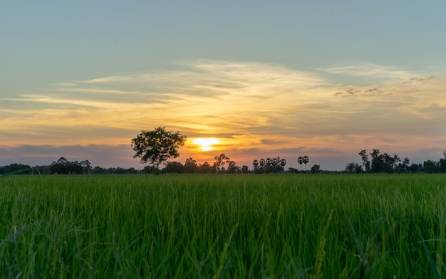 Albero in campo verde e tramonto in campagna