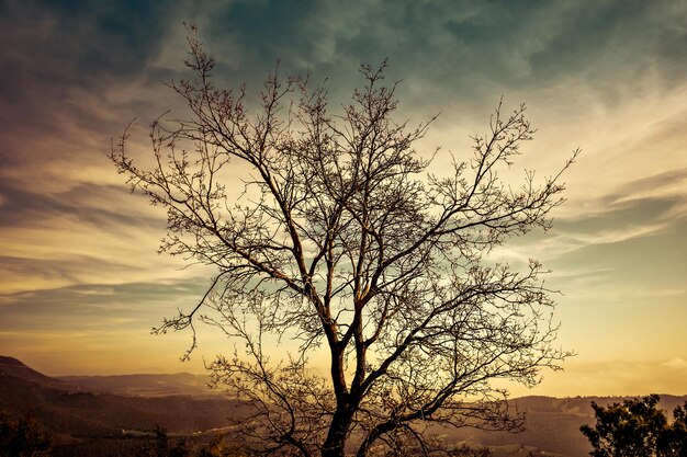 Albero in cima alla collina con sfondo valle al tramonto.