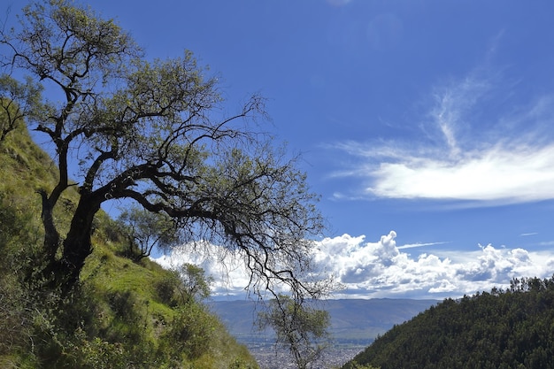 Albero in cima alla montagna sopra l'orizzonte