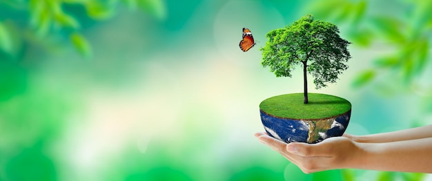 Albero in crescita su mezzo globo in mano con farfalla. Sfondo verde con bokeh. Salute mentale mondiale e Giornata mondiale della terra. Elementi forniti dalla NASA. Salvataggio dell'ambiente e del concetto di ecologia mondiale.