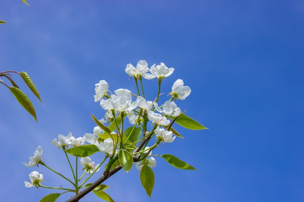 Albero in fiore all'impollinazione primaverile da parte delle api