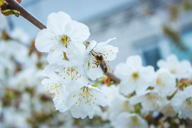 Albero in fiore all'impollinazione primaverile da parte delle api