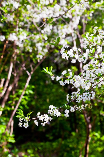 Albero in fiore bianco