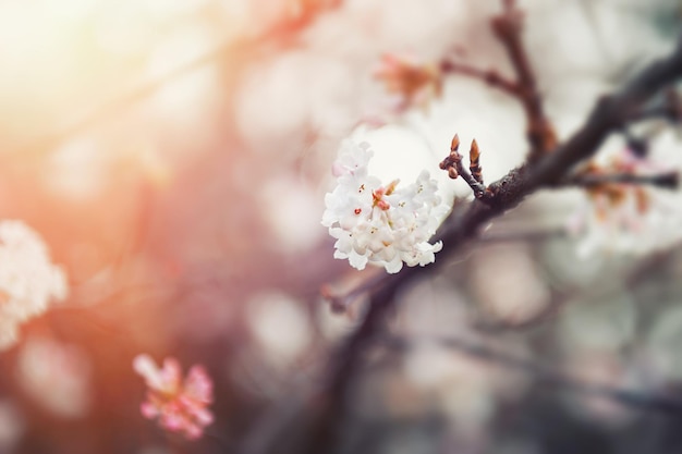 Albero in fiore con fiori bianchi alla luce del sole. Focalizzazione morbida. Sfondo di fiori primaverili