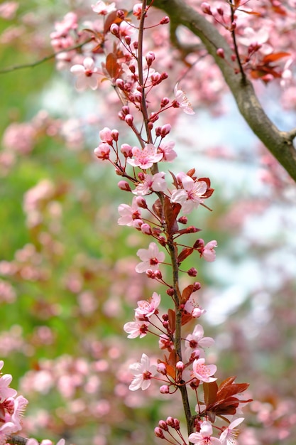 Albero in fiore con fiori rosa al sole mattutino fiore di primavera sfondo bellissimo sakura